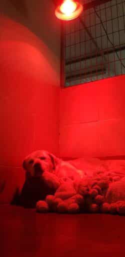 כלב מתחמם מתחת מנורה