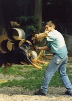 כלב תקיפה מתאמן בתקיפה עם איש- אילוף כלבים, פנסיון כלבים