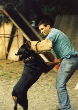 כלב תקיפה מתאמן עם המאלף- אילוף כלבים, פנסיון כלבים