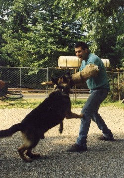 כלב תקיפה מתאמן עם המאלף- אילוף כלבים, פנסיון כלבים