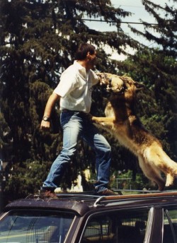 כלב תקיפה מתאמן עם המאלף על מכונית- אילוף כלבים, פנסיון כלבים
