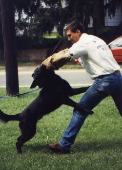כלב תקיפה שחור מתאמן עם המאלף - אילוף כלבים, פנסיון כלבים