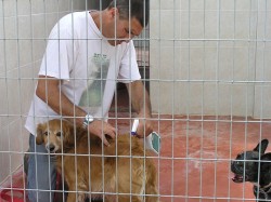 איש נותן חיסון לכלב- אילוף כלבים, פנסיון כלבים