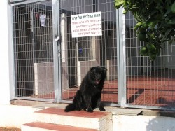 כלב מאושר יושב ליד שער של פנסיון כלבים בחוות הכלבים של דרור- אילוף כלבים, פנסיון כלבים