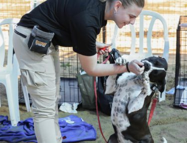 חוות הכלבים של דרור