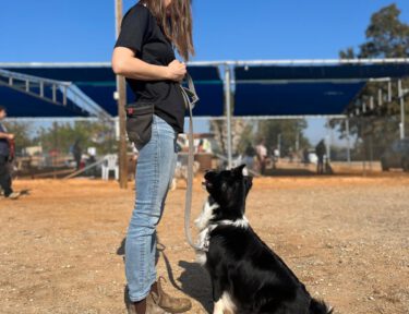 חוות הכלבים של דרור