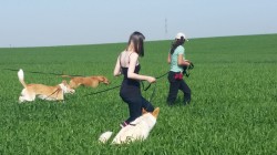 שתי נשים מטיילות עם כלבים בשדה- אילוף כלבים, פנסיון כלבים