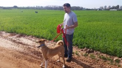 איש וכלב מטיילים בשדה- אילוף כלבים, פנסיון כלבים