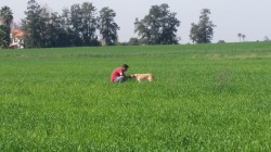איש וכלב בשדה- אילוף כלבים, פנסיון כלבים