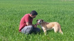 איש וכלב בשדה- אילוף כלבים, פנסיון כלבים