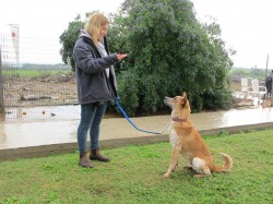 בחורה צעירה בטלפון מטיילת עם כלב על דשא- אילוף כלבים, פנסיון כלבים
