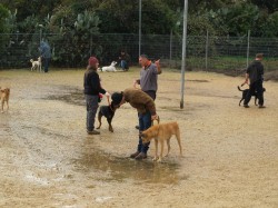 שלושה אנשים מטיילים עם כלבים בגשם- אילוף כלבים, פנסיון כלבים