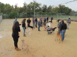 הרבה אנשים משחקים עם כלבים בחוות הכלבים של דרור- אילוף כלבים, פנסיון כלבים