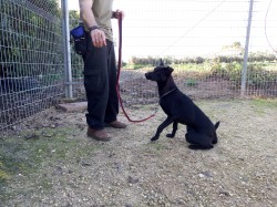 כלב שחור יושב עם רצועה ליד בן אדם- אילוף כלבים, פנסיון כלבים
