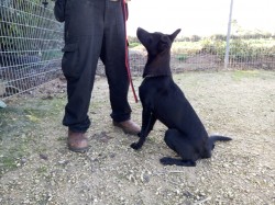 כלב שחור יושב עם רצועה ליד בן אדם- אילוף כלבים, פנסיון כלבים