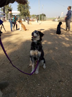 כלב מאושר יושב על החול- אילוף כלבים, פנסיון כלבים