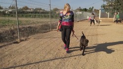 אישה וכלב מאושרים מטיילים בחוות הכלבים של דרור- אילוף כלבים, פנסיון כלבים