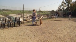 אישה וכלב מטיילים בחוות הכלבים של דרור- פנסיון כלבים, אילוף כלבים