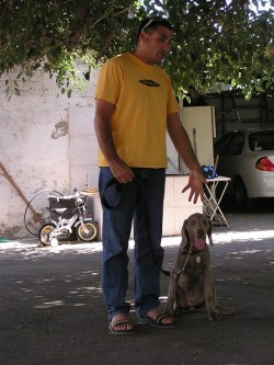 איש וכלב מטיילים- אילוף כלבים, פנסיון כלבים