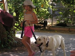 ילדה מאשורת עם כובע מטיילת עם כלב לבן גדול- אילוף כלבים, פנסיון כלבים