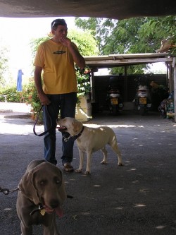 איש גבוה מטייל עם כלב גדול- אילוף כלבים, פנסיון כלבים