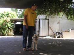 איש הולך עם כלב על אספלט- אילוף כלבים, פנסיון כלבים