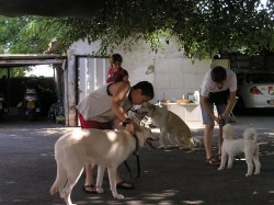 ילדים מלטפים כלבים- אילוף כלבים, פנסיון כלבים