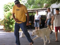 איש מבוגר מטייל עם כלב לבן- אילוף כלבים, פנסיון כלבים