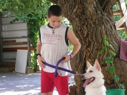 ילד עומד ליד כלב- אילוף כלבים, פנסיון כלבים