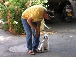 איש מבוגר מלטף כלב לבן קטן-אילוף כלבים, פנסיון כלבים