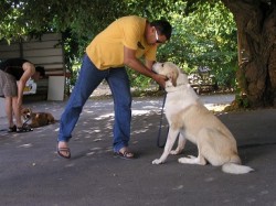 איש מבוגר מלטף בחיבה כלב לבן גדול- אילוף כלבים, פנסיון כלבים
