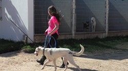 אישה מטיילת עם כלב- אילוף כלבים, פנסיון כלבים