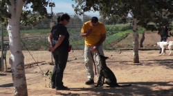 איש ואישה עם כלב בחוות הכלבים של דרור- אילוף כלבים, פנסיון כלבים