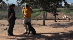 איש ואישה עם כלב בחוות הכלבים של דרור- אילוף כלבים, פנסיון כלבים
