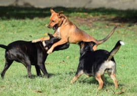 תקשורת של כלבים בפנסיון כלבים